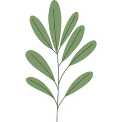 Delicate Green Leafy Branch on Transparent Background Simple Botanical Illustration Minimalist Design Element Organic Nature Study