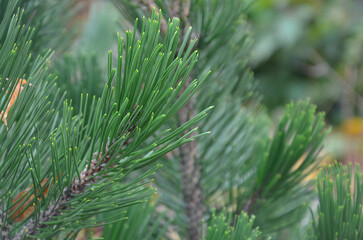 Pinus nigra 'Nana' spuce . Closeup, macro photo outdoors. Landscaping ,gardening , growing conifer trees concept . © Mariana