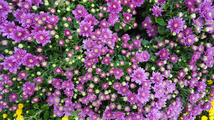 Obraz premium Fresh pink Chrysanthemum morifolium blooming in autumn garden after rain