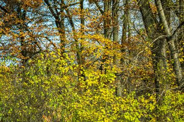 Fototapeta premium Autumn trees against the blue sky.