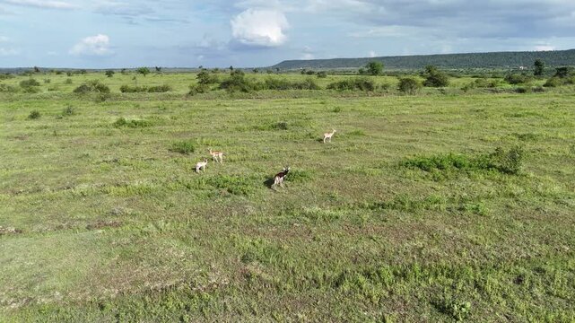 Deers & black buck in greenfield Indian forest sarola 4k drone footage
