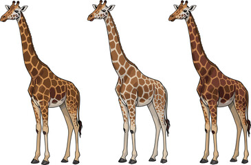 Beautiful realistic giraffe illustration collection with detailed patterns, standing tall on white background, wildlife animal art, african safari concept