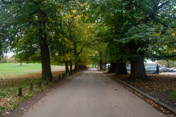 A road in the Wollaton Country and Deer park in Nottingham, UK.