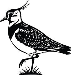 Black and white bird illustration, stylized avian drawing, detailed feather pattern artwork, crest bird sketch, wildlife design, nature silhouette, artistic engraving