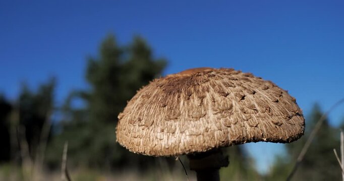 T he parasol mushroom (Macrolepiota procera), against a blue sky. The Cevennes National parl, Lozere, France