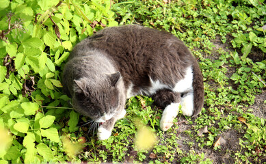 A gray cat lies on the grass and licks its front paw while washing itself in the garden on a sunny autumn day - color horizontal photo, close-up, overhead view