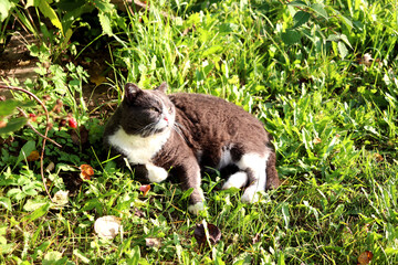 A gray cat lies on the grass, looking ahead attentively and warily in the garden on a sunny autumn day - color horizontal photo, close-up