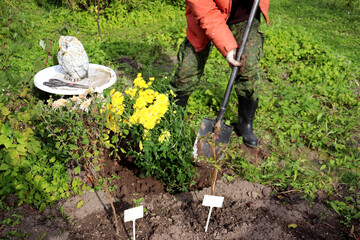 A pensioner plants a bush of yellow chrysanthemums in a flowerbed in his garden on a sunny autumn day - color horizontal photo, man's hands and feet with a shovel