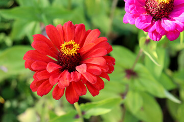 A red zinnia flower and a fragment of a pink one in an autumn garden on a sunny day - color horizontal photo, close-up