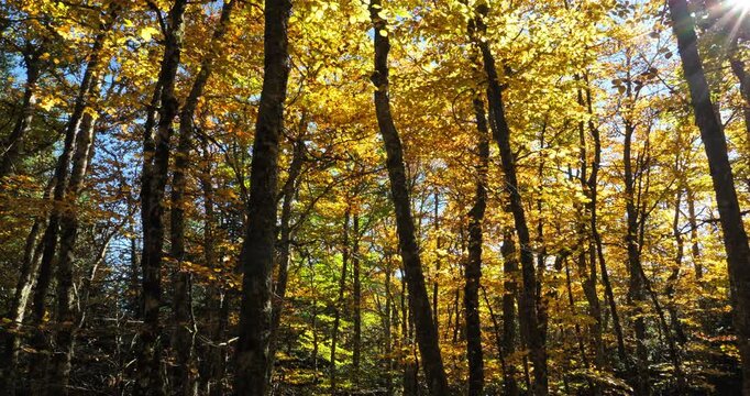 The forest of Bayard during the Autumn season, the Cevennes National park, Lozere department, France - Powered by Adobe