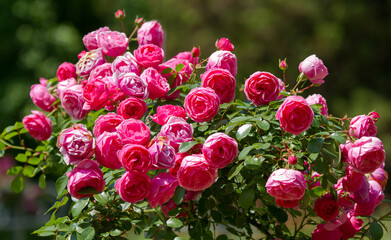 Blooming roses in the Sochi park.