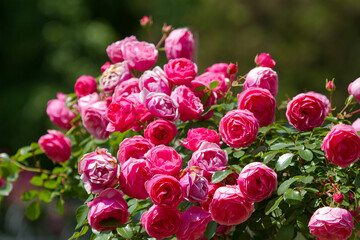 Blooming roses in the Sochi park.