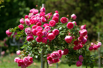 Blooming roses in the Sochi park.
