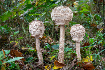 Three parasol mushrooms in grassy autumn forest