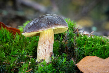 Detail shot of matte bolete in moss