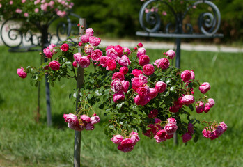 Blooming roses in the Sochi park.