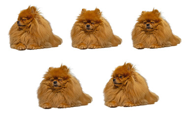 A collage of five identical, cute, fluffy orange Pomeranian or miniature Spitz dogs with thick fur, sitting and looking sleepy, isolated on a clean white background.