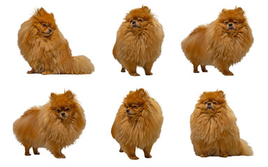 Six identical ginger-colored fluffy Pomeranian Spitz dogs shown in various sitting and standing poses, isolated on a clean white background.