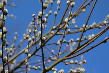 Weidenkätzchen am Baum
