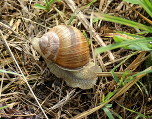Schnecke mit Haus im Gras
