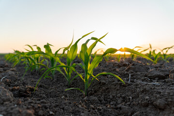 Bright green corn seedlings emerge from dark soil as the morning sun rises, signaling growth and the promise of a bountiful harvest