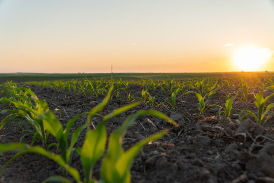 Corn plants reach for the sky as the sun rises over the horizon, signaling the start of a new growing season in the field