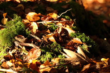 autumn leaves in the forest
