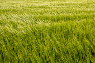 Waves of lush green grass move in the breeze on a sunny day, showcasing nature's beauty in a serene landscape