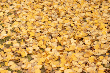 Yellow autumn leaves on grass, seasonal natural texture close-up