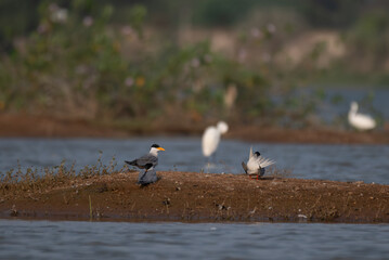 Group of River tern gathered on a small, grassy island at the water edge. In the foreground several birds are resting. One River tern in mid flight, wings spread and body streamlined.