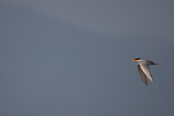 A common river tern in mid flight with its wings fully spread. The background is well blurred with blue sky and mountain.