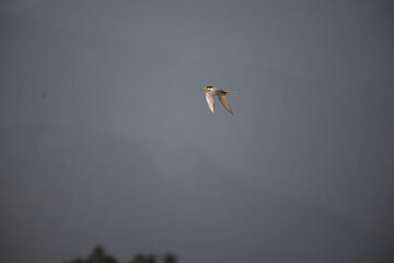 A common river tern in mid flight with its wings fully spread. The background is well blurred with blue sky and mountain.