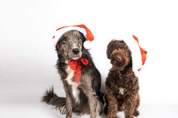 Dogs wearing santa hats celebrating christmas holidays