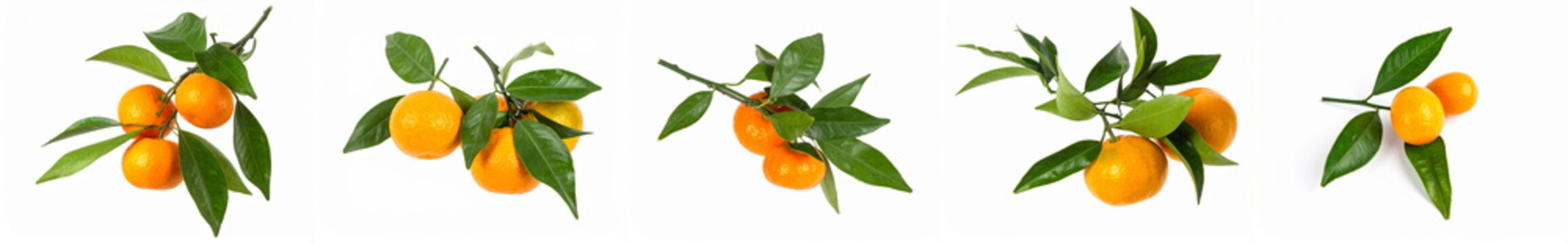 Citrus branches with orange tangelo fruits and fresh green leaves, healthy natural food ingredient set on white background