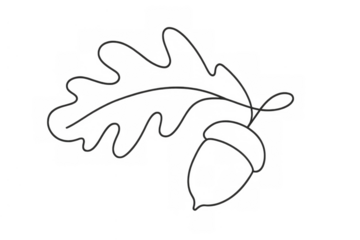 Oak leaf and acorn drawn in a simple continuous line art style, minimal design on transparent background