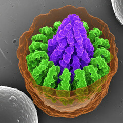 High Resolution Visualization of HIV Retrovirus Capsid Core Formation for Antiviral Research