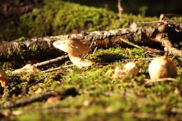 mushroom on the tree