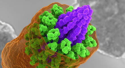 HIV-1 Gag Polyprotein Assembly Core Maturation Stage False-Color Transmission Electron Micrograph