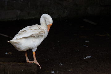 White Domestic Goose Standing Alone in Dark Barn Background