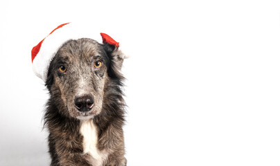 Dog wearing santa hat celebrating christmas holiday
