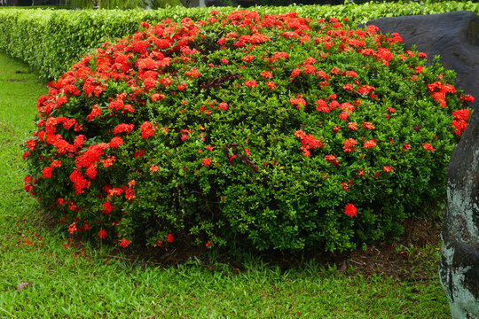 Ixora