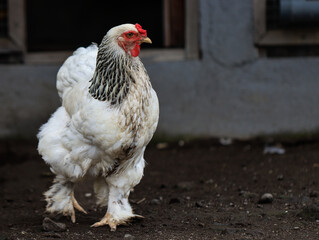 White Hen with Black Feathers Standing on Farm Ground