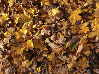 Colorful autumn leaves covering the ground, vibrant seasonal foliage in natural outdoor setting.