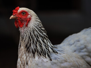 Portrait of White and Black Brahma Chicken with Detailed Feather Pattern