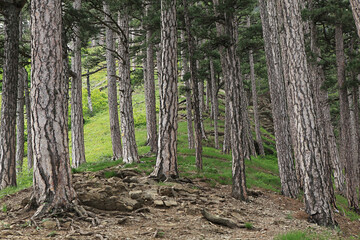 Obraz premium Tall pines grow along a rocky mountain slope, surrounded by greenery. Sunlight filters through the branches, creating a calm and balanced atmosphere of nature.