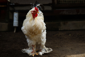 White Brahma Rooster Standing on the Ground at a Farmyard