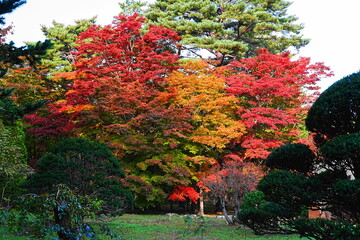 見晴公園の紅葉