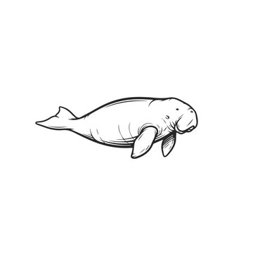 Hand Drawn Manatee Marine Animal Illustration.