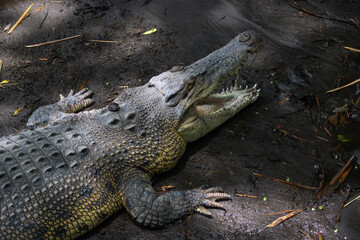 Large Saltwater Crocodile Resting on Muddy Ground with Open Mouth