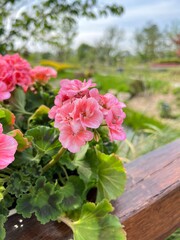 oft Pink Geranium Flowers in a Wooden Planter Box with a Blurry Garden Background